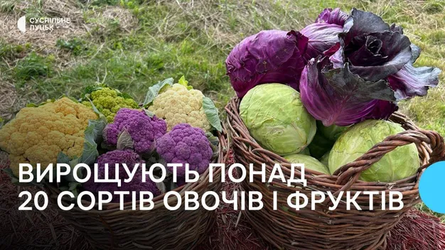 Понад 20 різних сортів ягід: як під Луцьком вирощують кавуни і дині