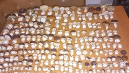 316 білих грибів вдалося «вполювати» волинянці за один раз (фото)