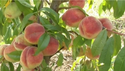На Волині у персиковому саду зібрали урожай (фото, відео)