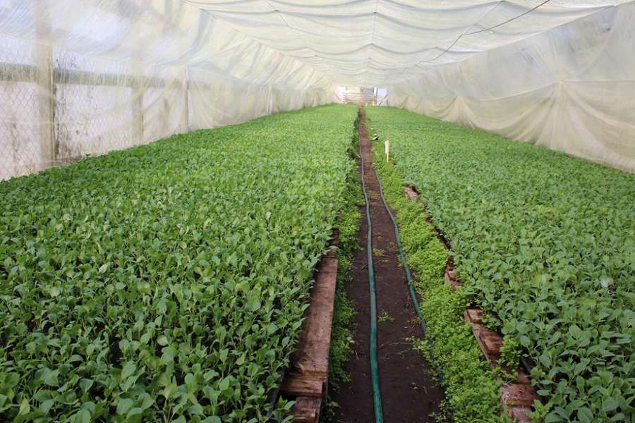 У Ківерцівському районі фермер вирощує 57 гектарів капусти