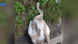 У Луцьку знайшли лебедя з перерізаним горлом (відео)