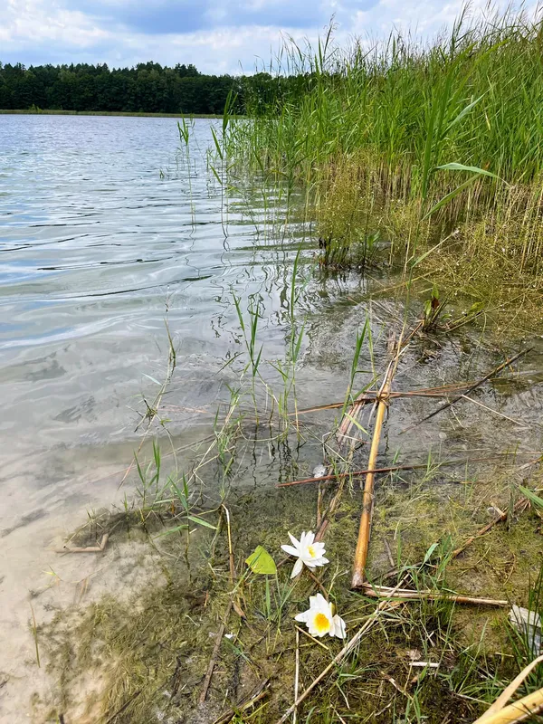 Піщані береги і кришталева вода: на Волині є озеро, де можна і покупатися, і зловити щуку (фото)