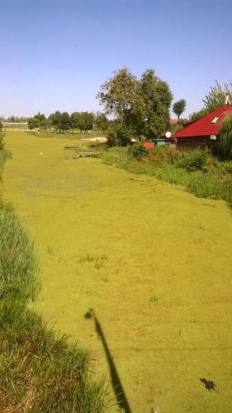 Річка Турія у Ковелі перетворюється на болото  (фото) 