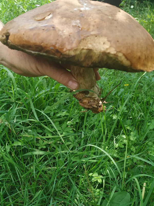 І великі, і маленькі: волинянка назбирала відра грибів (фото)
