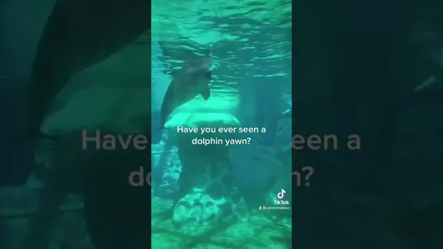 Вчені вперше в історії зняли, як дельфіни позіхають під водою (відео)