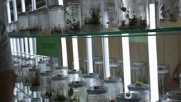 "Бізнес пішов у ягоди": у Луцьку відкрили біотехнологічну лабораторію In vitro