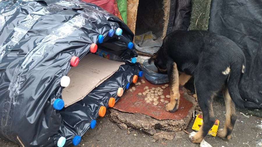 Для безпритульних тварин у Луцьку встановлюють будиночки із пластикових пляшок (відео)