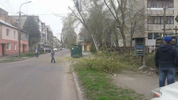 У Луцьку незаконно обрізали дерева: буде штраф  (фото) 