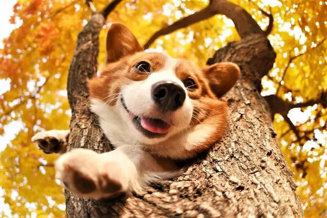 Аномальне тепло: у листопаді Україну накриє ще одне «бабине літо»