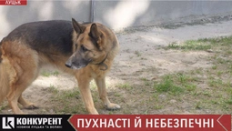 У Луцьку пес напав на чоловіка з дитиною: як вберегтися від агресивних собак (відео)