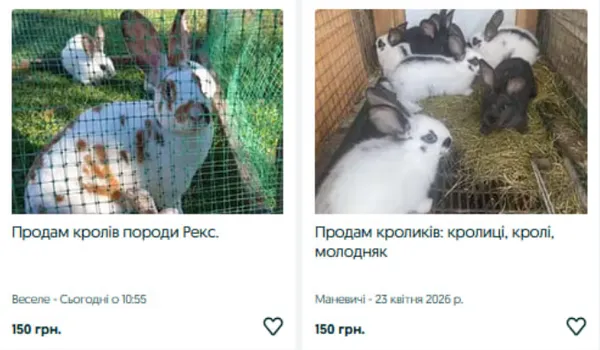 Скільки коштують кролі на Волині (фото)