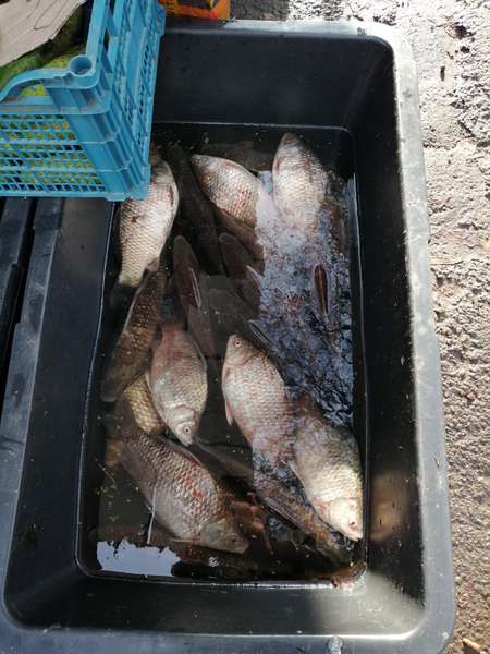 Карасі, товстолоби, коропи: на Волині продавали 34 кілограми риби без документів (фото)
