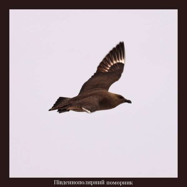 Полярники показали, яких птахів можна побачити біля станції Вернадського (фото)