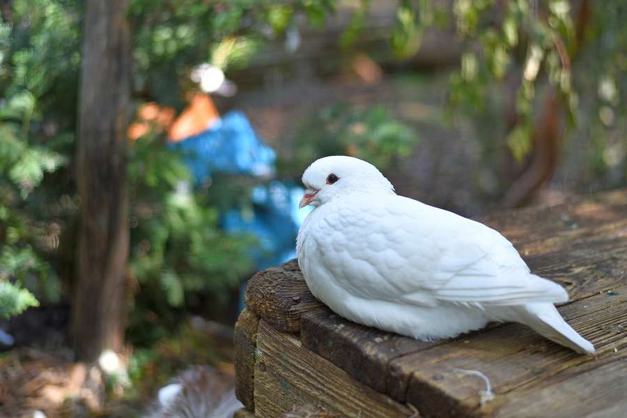 Птахи миру, врятовані від війни: у «Луцькому зоопарку» живуть голуби з-під Бахмута (фото)