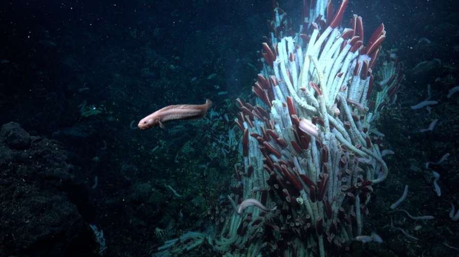 Під морським дном Землі виявили нову екосистему (фото)