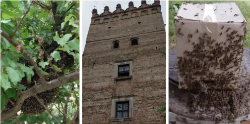 Роками живуть у вежі: у Луцькому замку ловили унікальний бджолиний рій (фото, відео)