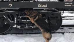 На Волині службовий собака "винюхав" сигарети у поїзді (фото)