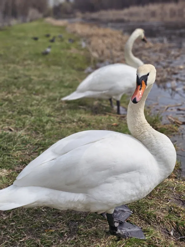 🦢«Лебеді кохання» оселилися у центральному парку Луцька (фото)
