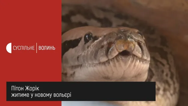 Луцький пітон Жорік відсвяткував новосілля (відео)