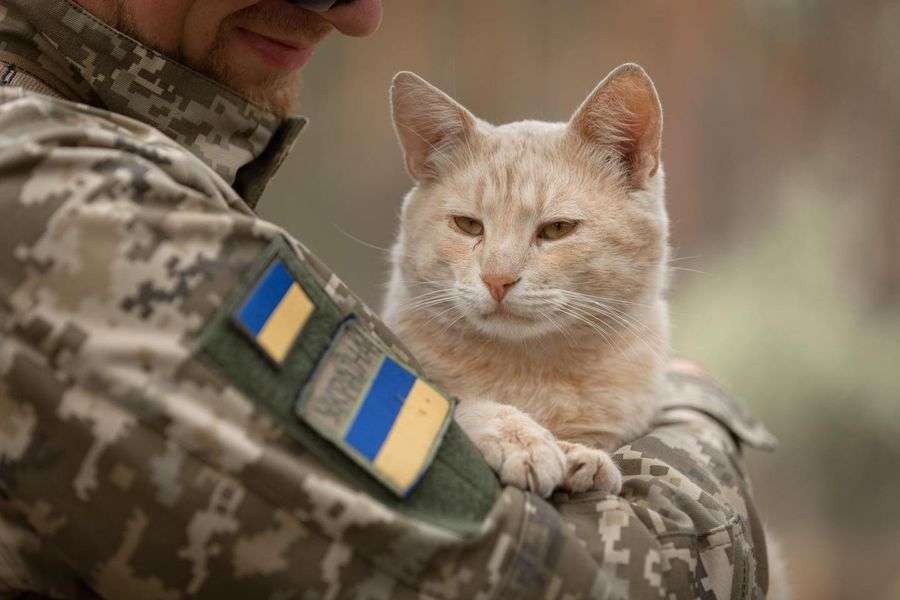 Наймиліший захисник: котик на псевдо «Сметана» служить на північних кордонах (фото)