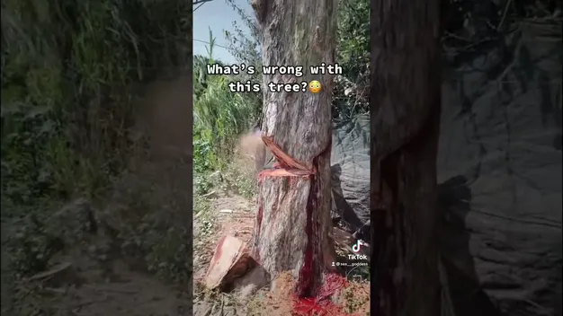 Який вигляд має дерево, яке «кровоточить», коли його зрізають (відео)