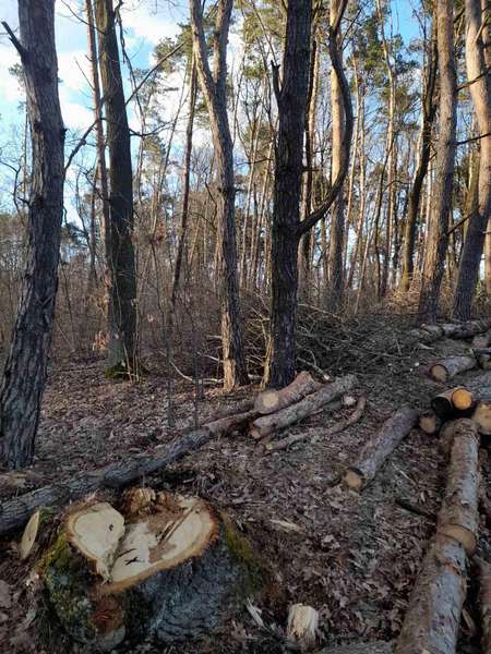 Незаконні рубки дерев на Волині: збитки – понад 7 мільйонів