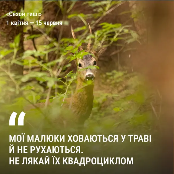 У лісах Волині заборонили кричати