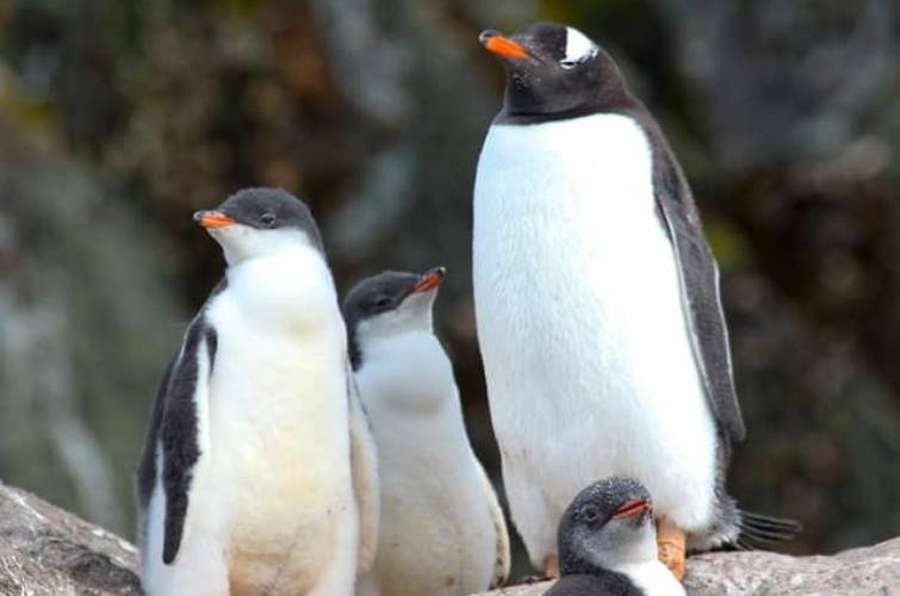 Українські полярники показали дитинчат пінгвінів (фото)
