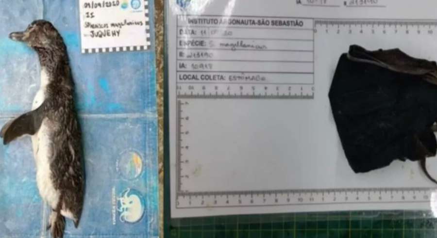 Проковтнув маску: у Бразилії на березі знайшли мертвого пінгвіна (фото)