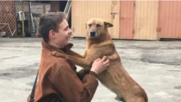 У Луцьку з триметрової ями рятували собаку, який злякався салютів