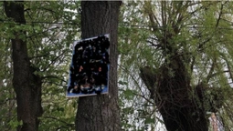 У Луцьку змусять винуватців зняти рекламу зі стовпів та дерев (фото)