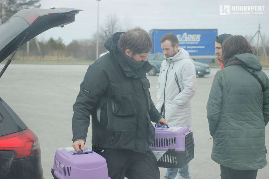 Як волонтери евакуювали в Польщу сімдесят троєщинських котиків (фото)