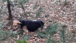 На Волині у лісі знайшли собаку, прив'язаного до дерева скотчем і ланцюгом (фото, відео)