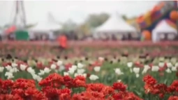 Як відбувається фестиваль тюльпанів у «Волинській Голландії» (відео)