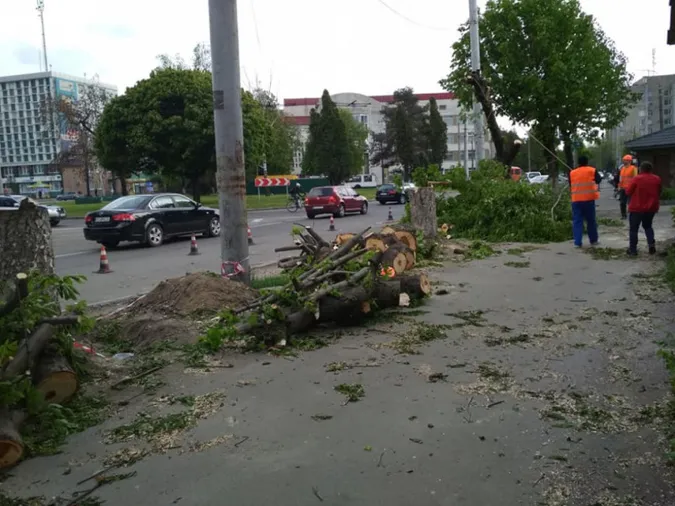 У Луцьку зрубали дерева заради парковки магазину
