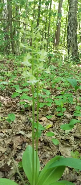 У лісі на Волині розквітли унікальні дикі орхідеї (фото)
