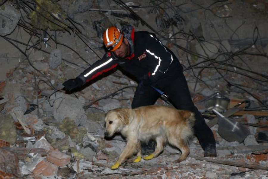 У Туреччині пес з чотирма пораненими лапами рятує людей (фото)