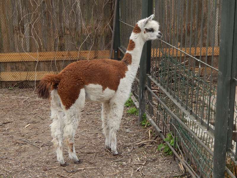 Альпака-холостяк з Луцького зоопарку має нову подружку (фото)