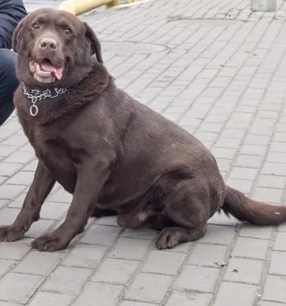 В «Ягодині» у водія фури пес знайшов «кіндери» з канабісом (фото)