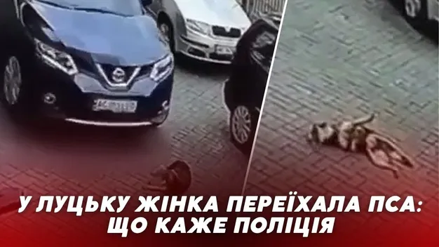 «Не помітила»: поліція розшукала жінку, яка в Луцьку наїхала на собаку (відео)