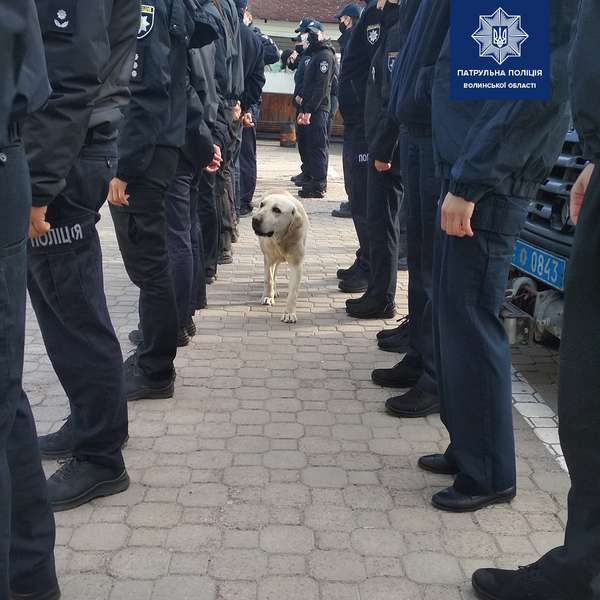 У Луцьку пес застрибнув до патрульних в авто: шукають господаря (фото, оновлено)