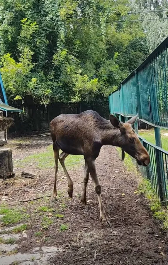 Чому варто відвідати луцький зоопарк (фото)