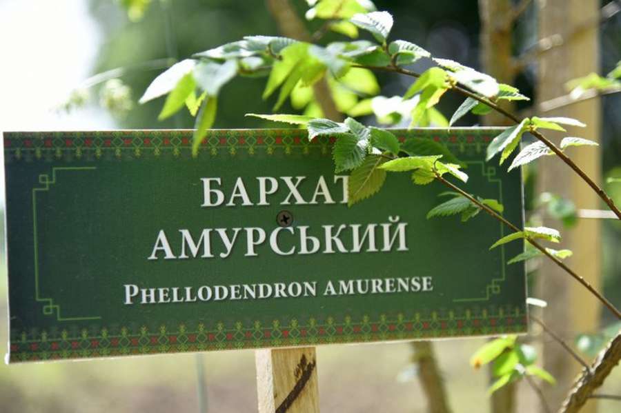 Лісівники Володимирщини створили дендропарк (фото, відео)