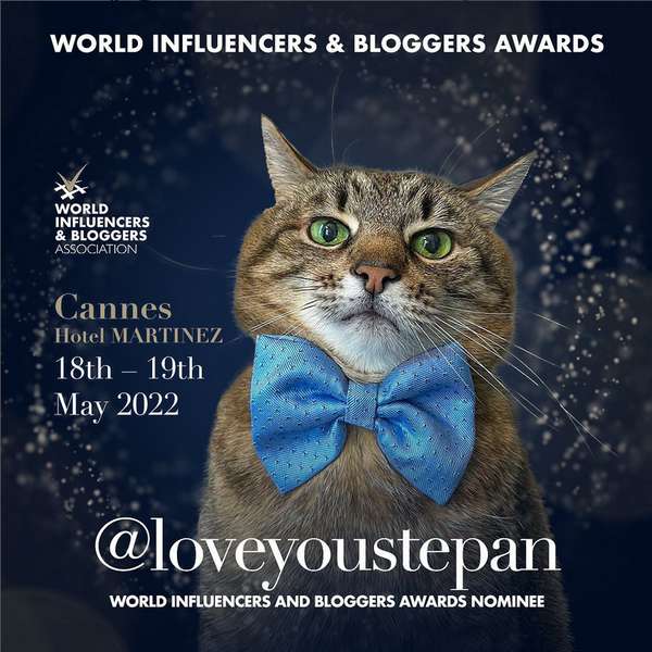 Харківського кота Степана номінували на світову премію блогерів