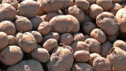 Очікують понад мільйон тонн урожаю: волиняни збирають врожай картоплі (фото)