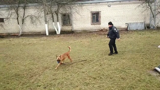 Відбираємо собак за характером, – полісмен-кінолог Волині про службу із чотирилапими напарниками (інтерв’ю)