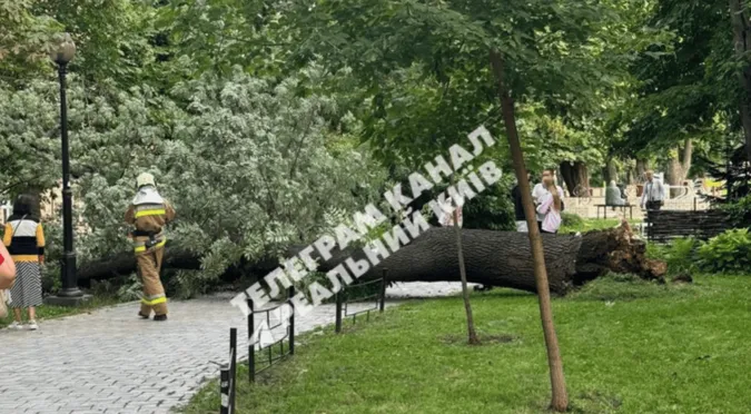 У київському парку вітер звалив дерево – одна людина загинула
