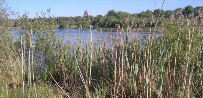 Поблизу Луцька в оренду на 10 років віддають ставок