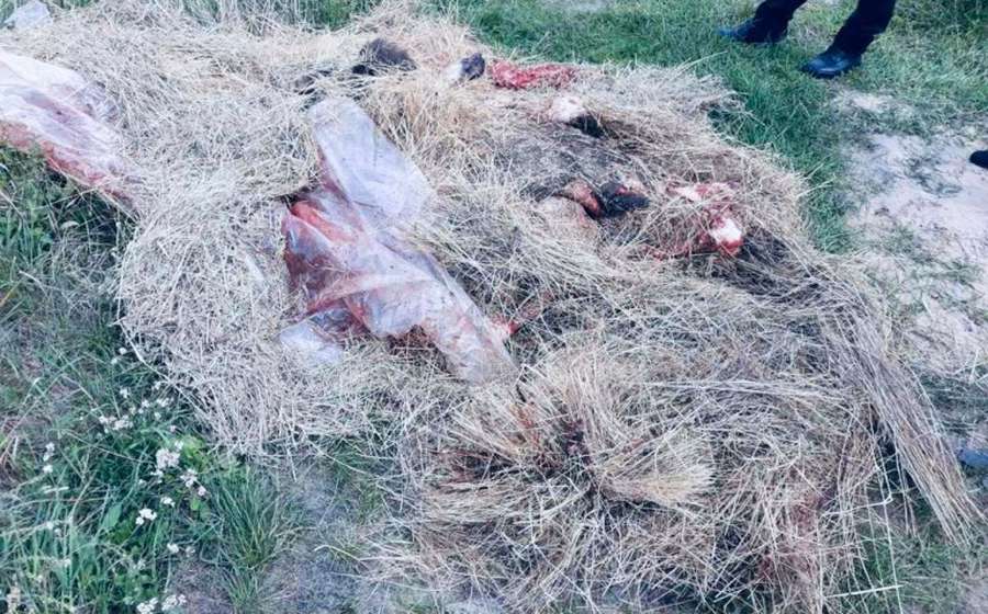Нутрощі, кістки і голова: на Волині біля дороги знайшли залишки вбитого лося (фото 18+)