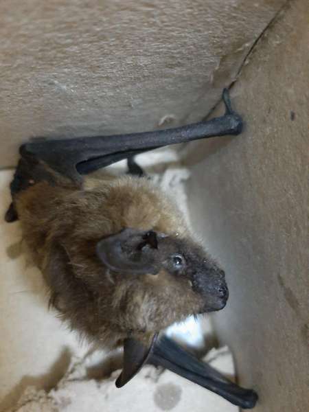 Луцький зоопарк врятував кажана, який поселився у багатоповерхівці на Відродження (фото)